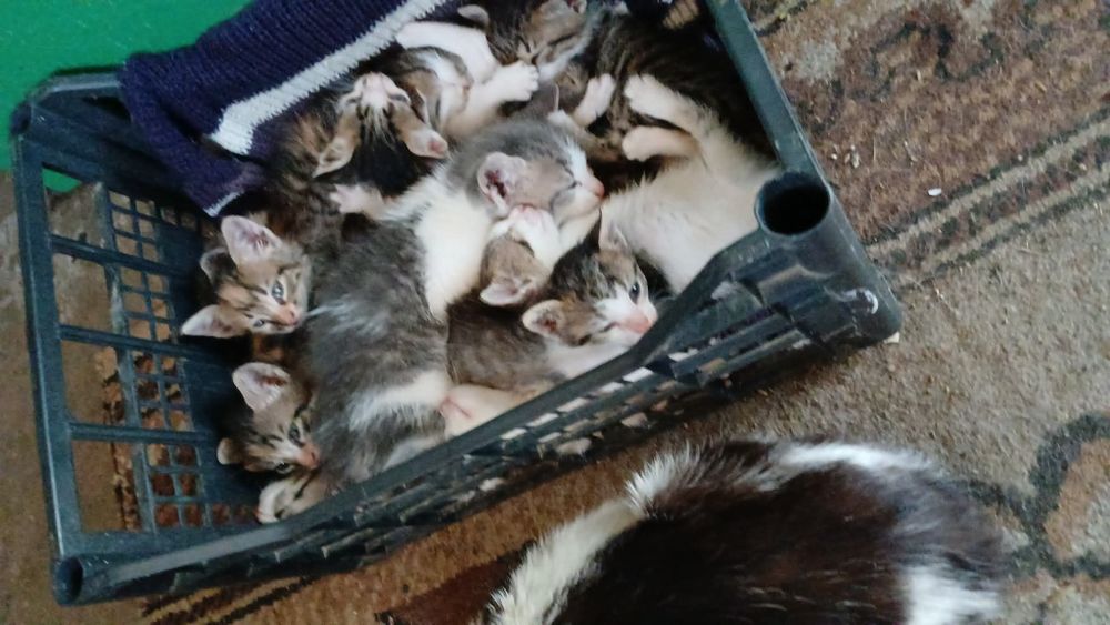 Donez 10 pui de pisica.nu știu ce vrâsta au