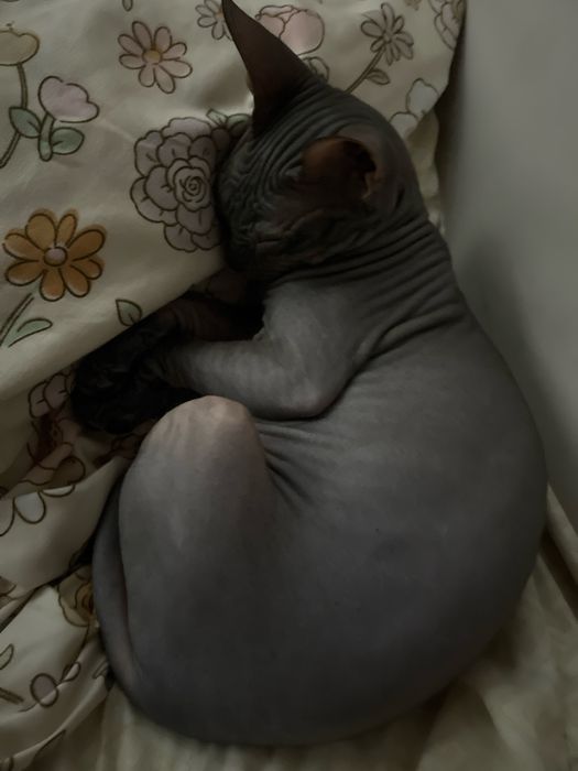 Продается  кошечка Сфинкс