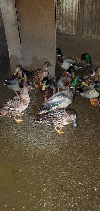 Патици -няколко чифта