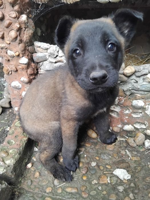 Ciobănesc belgian malinois