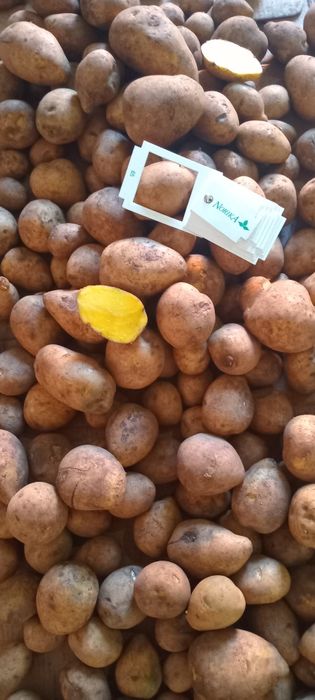 Картошка тендерная сорт Гала 70 тг