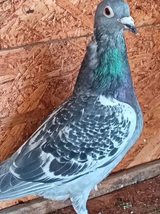 Vănd pui 2026 sportivi