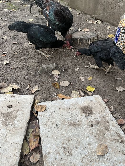 Dakan xoroz va tovuqlar