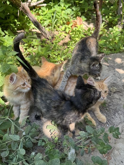 Котята в добрые руки