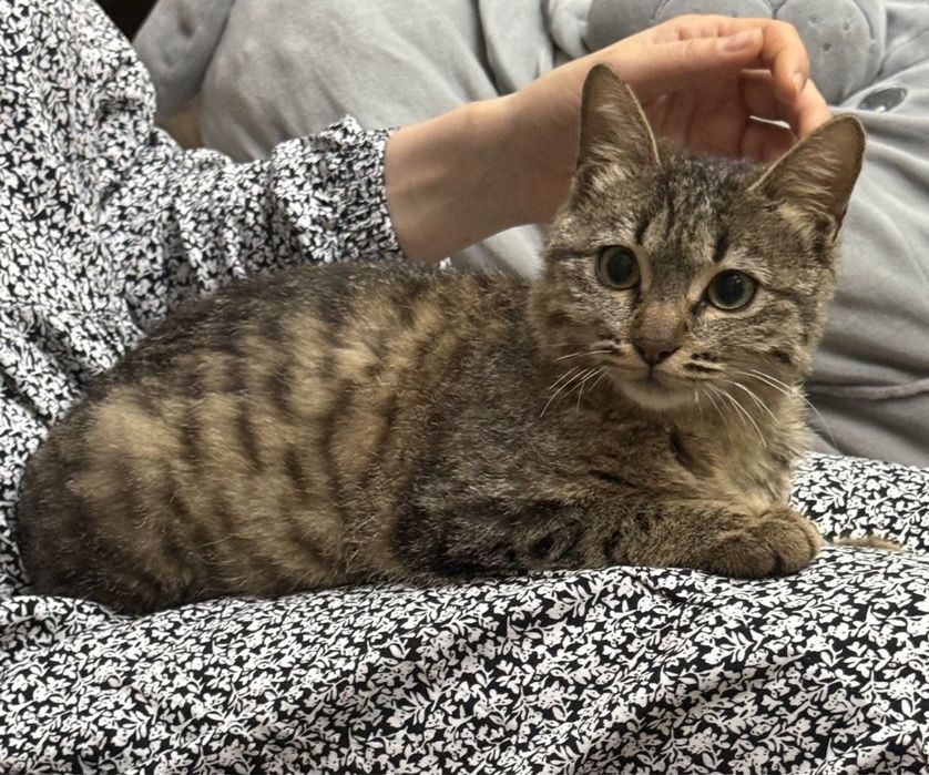 Котенок девочка 4 месяца отдадим в хорошие руки