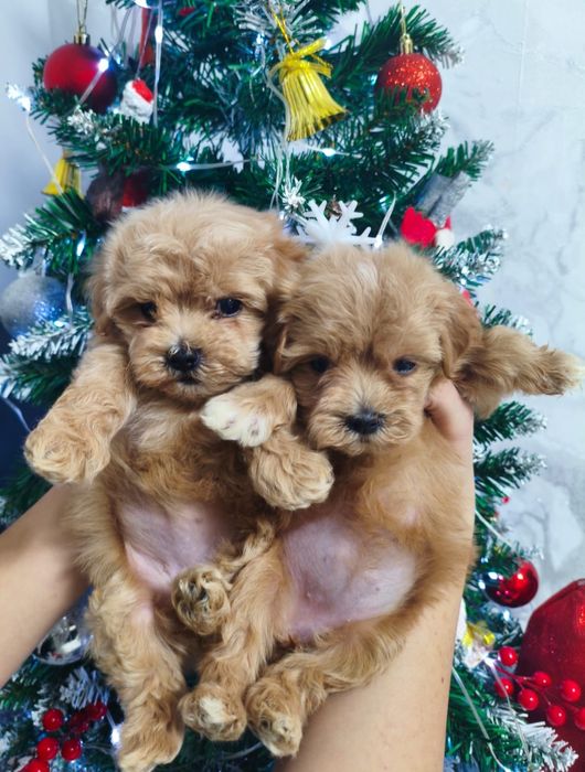 Красивенные мальтипу,F1,