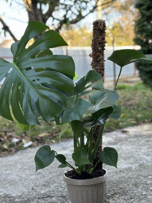 Turn moss premium chile