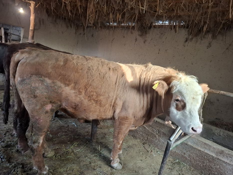 Бычка 2 года 2 бычка