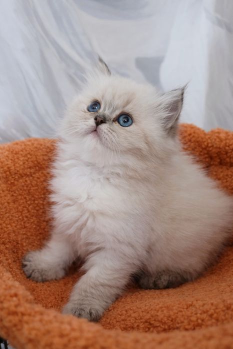 Элитная девочка Longhair Color Point • 2 мес • Отец WCF • Чистая линия