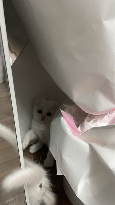 Котята Скоттиш фолд и страйт