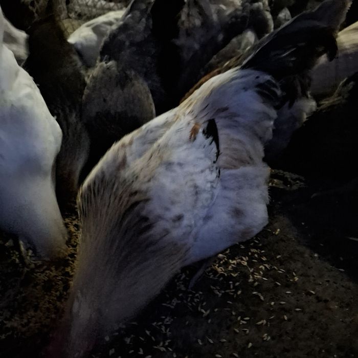 Продам петрушков