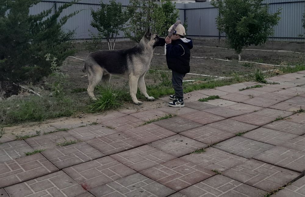 Продам восточно-европейскую овчарка!