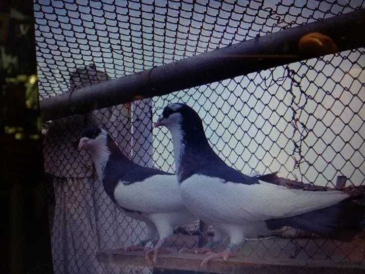 Пазарджишки високолетачи със добри.постежения.