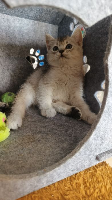Продаются котята шиншиллы