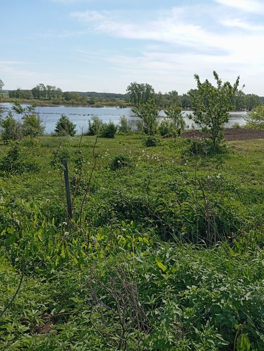 Продам мед разнотравие.