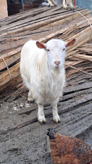 Vand tap sannen sau schimb cu oaie