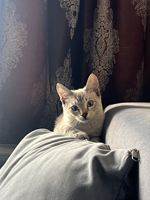 отдам в добрые руки