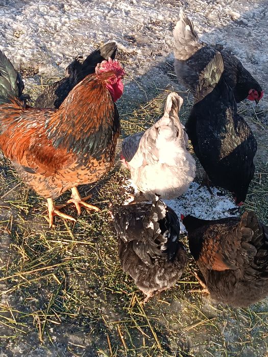 Инкубация жумыртқа