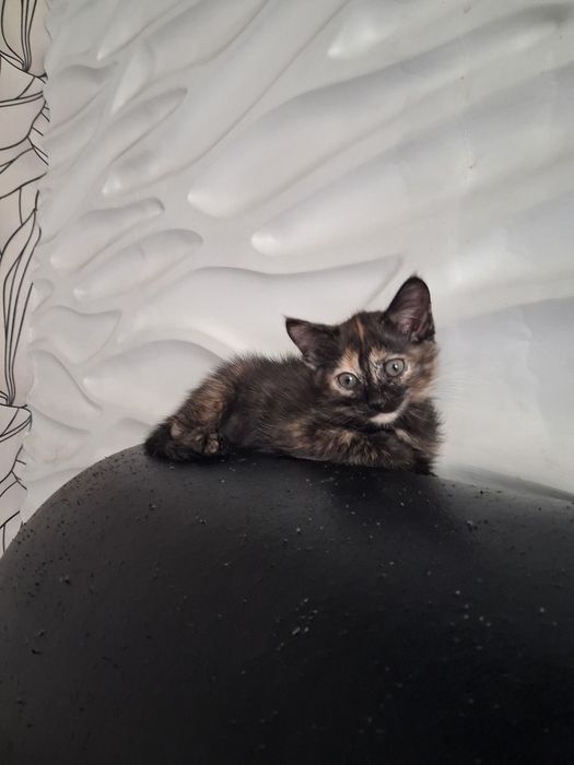 Котёнок девочка ,два месяца