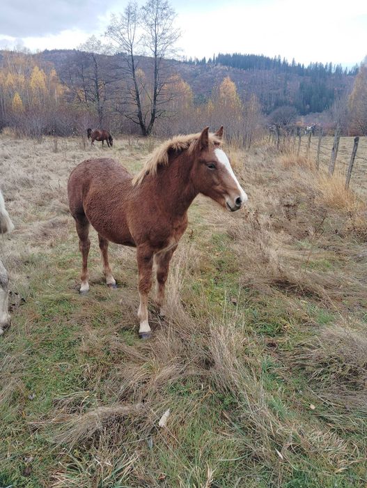 Mânz de vânzare! Armăsar