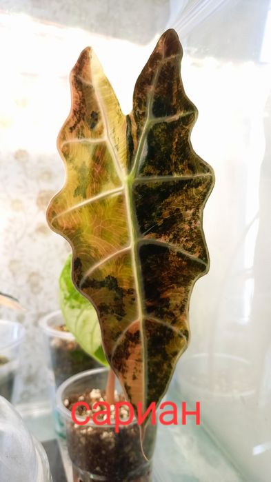 Вариегатные алоказии