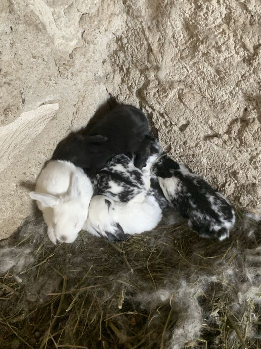 Vand iepuri rasa metis  fluture 100 lei