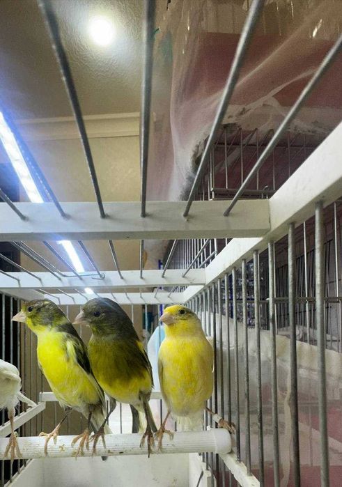 Moda kanarekala sotiladi