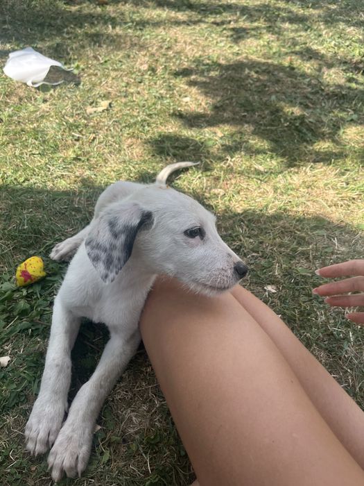 Cățeluși pui  Doi pui adorabili: fetiță neagră și băiețel alb, deparazitați intern și extern. Baia Sprie, Maramureș. Își caută familie iubitoare!