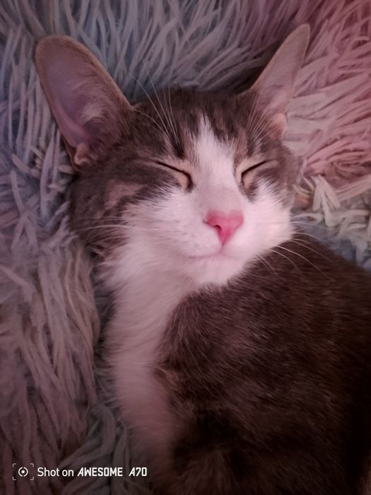 Продам кошку в добрые руки, СРОЧНЫЙ