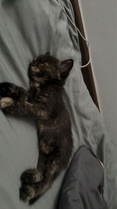 отдам котят домашних