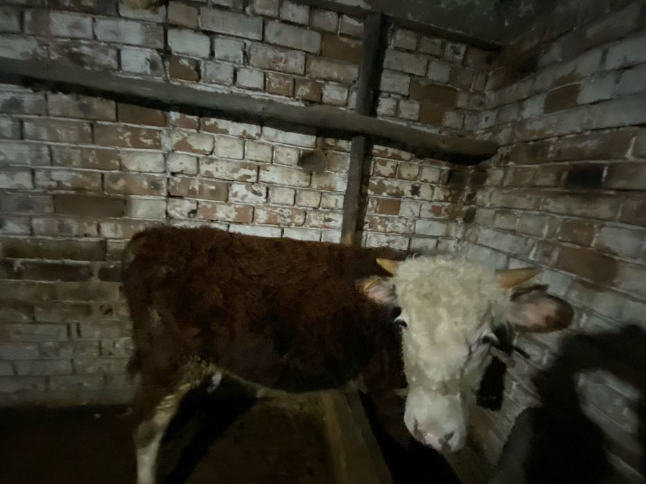 2 бас бұқа сатылады 1,5 жасар байланған