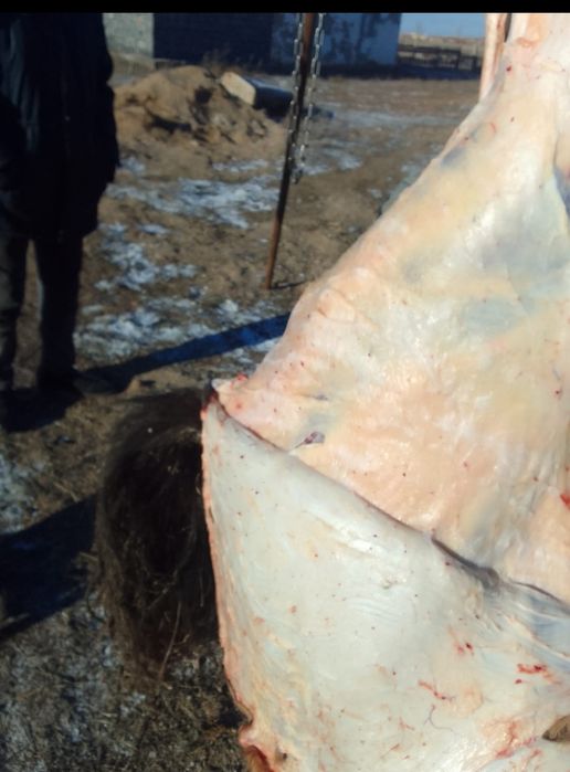 Соғымға байталдар бар