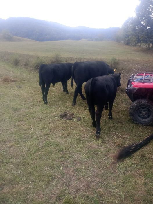 Tăurași Aberdeen Angus