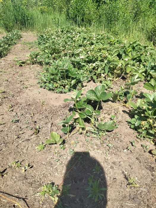 Продаётся даця срочно!!!