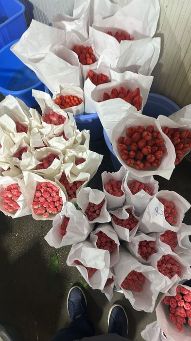 Тюльпан оптом и розницу. есть в наличии