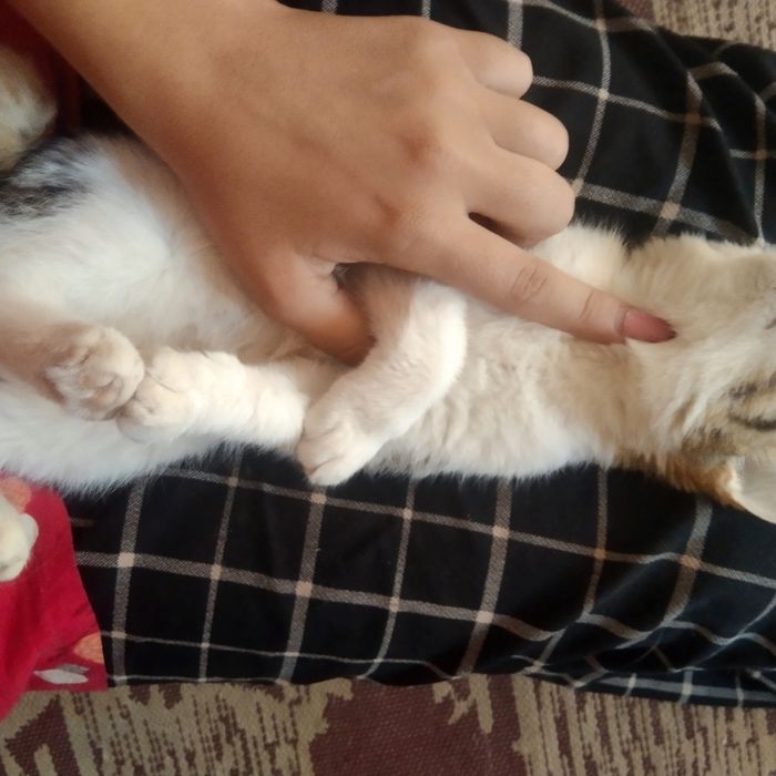 zor erkalanadi ati murmiawbaylanis nomerleri