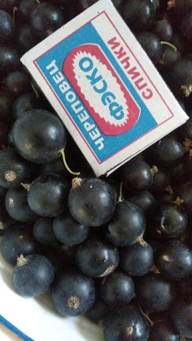 Саженцы смородины черная