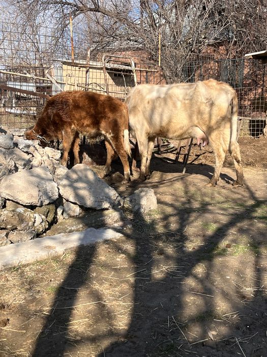 Сауынды сиыр сатылады баласы еркек