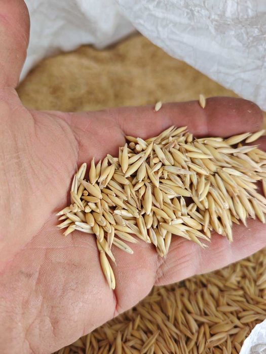 Семе овес- триорено - почистено