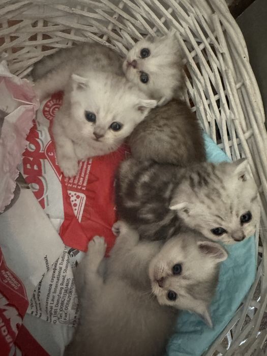 Продам котят шотландские