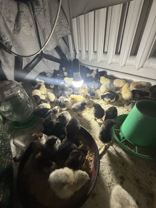 Балапан цыплята бір күндік