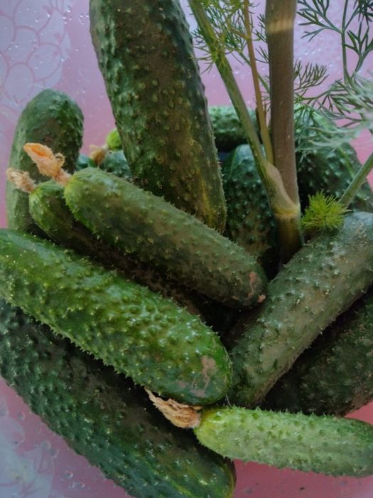 Prestez servicii contra cost
-toaletat pomi
-frezat teren
-produc, vând și plantez răsaduri contra cost
-tau lemne de foc cu