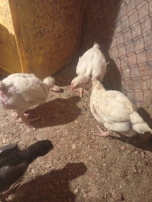 Бройлер сатылады