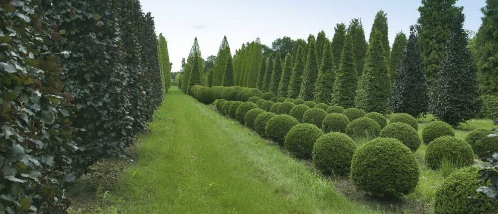 Подрезка  обрезка  деревьев