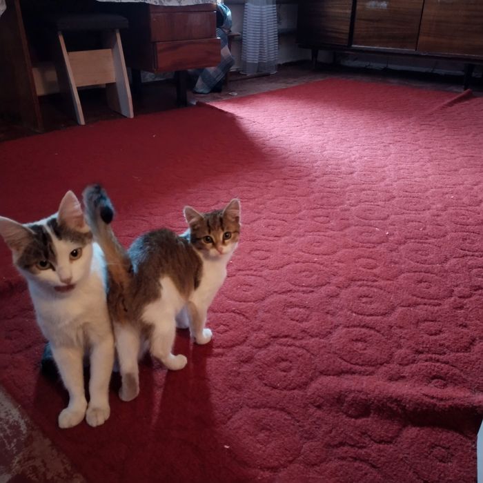 Отдам котенка котик