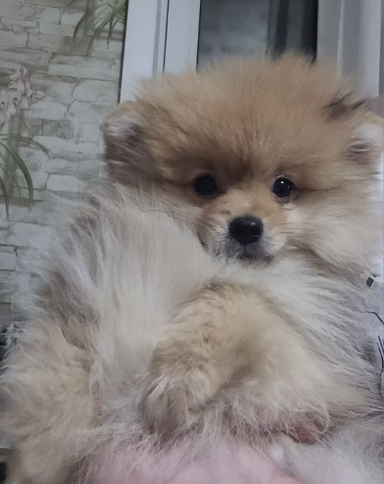 Продаются шикарные шпицы