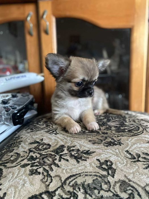 Чистокръвни Чихуахуа