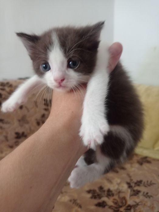 Отдам котят в добрые руки