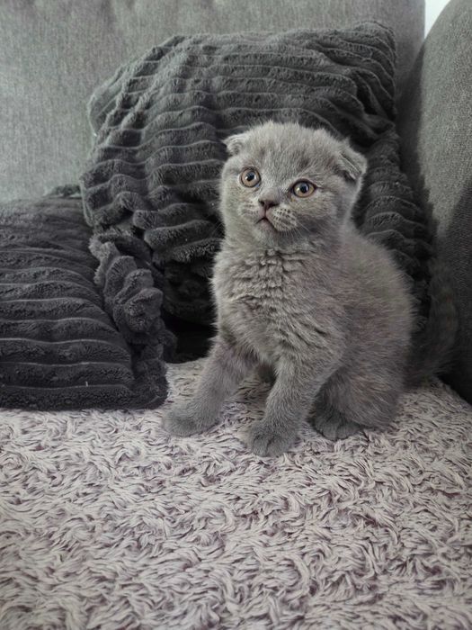 Pui British Scottish Fold