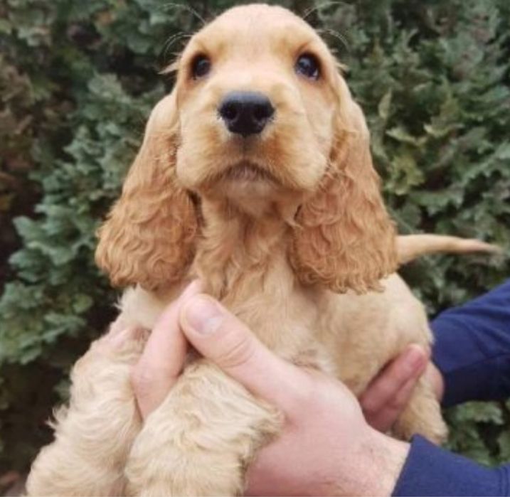 Cocker Spaniel Englez cu Factura, Microcip,Carnet,Garantie-Livrare
